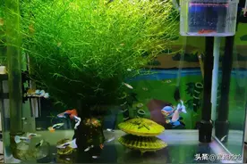 印度小竹节草的修剪技巧图片