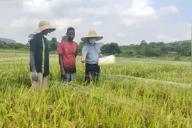 中国人教非洲人种水稻，万年荒地变粮仓，农业援助的意义何在？图片