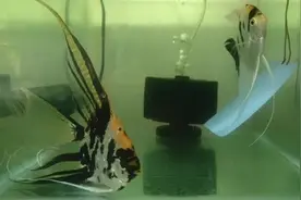 神仙鱼好养吗？图片