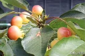 调查：胶东大棚樱桃开始陆续上市，大连樱桃价格回落！图片