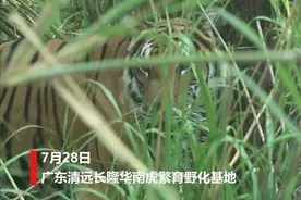 华南虎回归？广东2头华南虎实现野外猎食！为何质疑或从未灭绝？图片