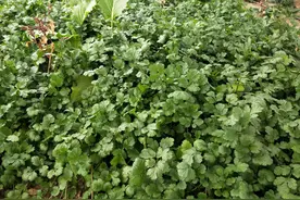 春香菜产量高不高，3点很关键，做对了，出苗多，不易抽薹图片