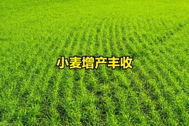 小麦如何实现防虫增产？关键是打好3次药，把握得当增产达20%图片