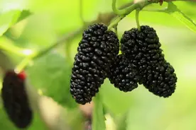 桑葚满枝头，采摘正当时！图片