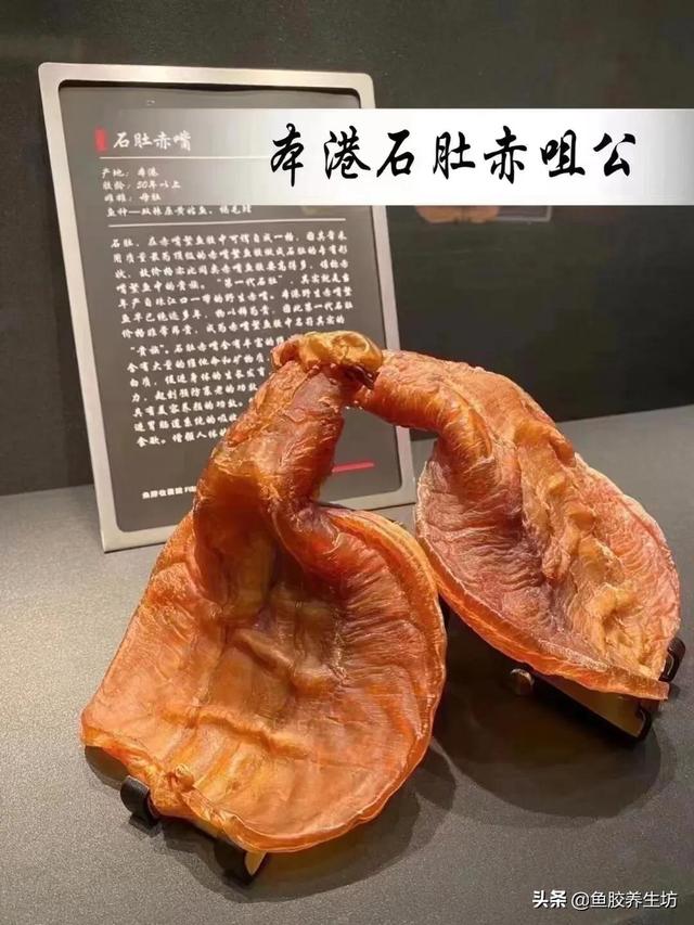 澳大利亚的花胶好吗 2026年澳洲买花胶便宜吗 澳大利亚的花胶好吗 2026年澳洲买花胶便宜吗