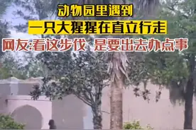 糟了，被发现了！这只大猩猩会直立行走！图片