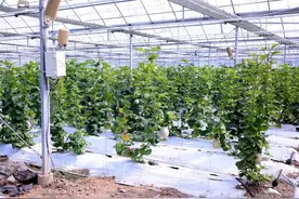 心心念念！甜进心间的“国庆瓜”上市，采摘走起图片