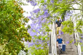 绝绝“紫”～重庆蓝花楹花海浪漫又治愈图片