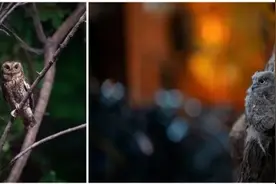 路遇幼鸟怎么办？北京猛禽救助中心的“动物医生”这样说图片