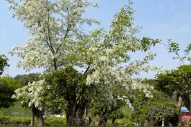 潮声丨鄂豫交界处，流苏树的财富“过山车”图片