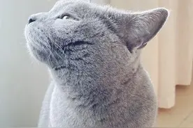 如果家里有一只傲娇小猫咪，那么该怎么办呢图片