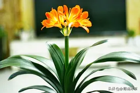 牢记“两适宜，四防止”，让你养的君子兰长势旺开花多图片