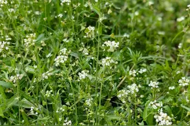 “阳春三月三，荠菜当灵丹”，春天多吃这“天然抗生素”，别错过图片