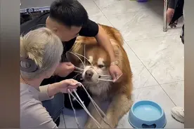 潘宏出事了！艾特去世前曾多次挣扎自救，原主人已连夜把狗接回家图片