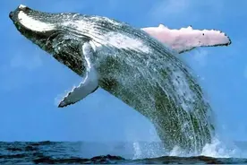 这些动物的寿命超过了人类的想象！它们是怎么做到的？图片