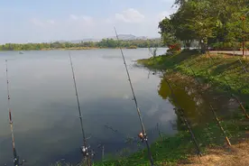 致钓鱼场经营者：钓鱼场年入百万的经营策略图片