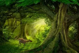 绿色地狱｜|神秘的亚马逊雨林中，有人类居住吗？图片