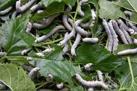 每天学习一味中药——僵蚕图片