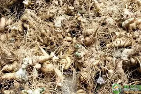 竹节人参价格多少钱一斤？竹节人参是什么？图片