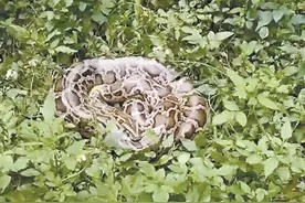 2米长，与成人手臂一样粗！大蟒蛇跑进曾厝垵附近别墅“做客”图片