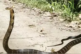 过山风有多惊悚？被追过一次，却留下了一辈子的阴影图片