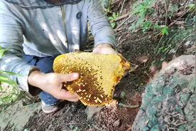 蜜蜂在失王后有什么表现，需要人工干预吗？图片