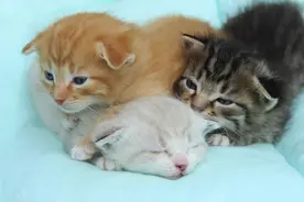 大橘24 当我想说出当年奶奶喂猫的秘密，她却托梦告诉我绝对不能说图片