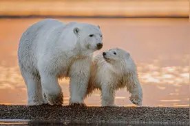 老外用动物形容各国：美国是鹰，俄罗斯是白熊，中国又是什么呢？图片