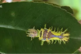 常见5种刺蛾危害及防治！（附识别图）图片