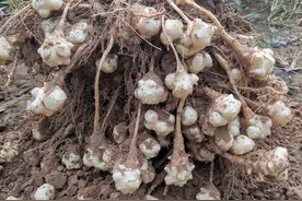 外来入侵植物洋姜，有“21世纪人畜共用作物”的美称，价值知多少图片