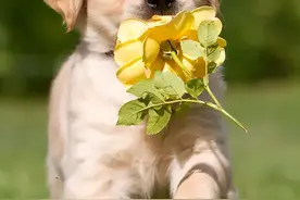 别再这样给狗狗换粮了，会让它很难受！这几点，主人要注意图片