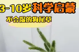 亲子手工小游戏‖防水的狗尾草图片