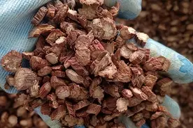 一个心脑血管病“万能公式”方：丹参+葛根+川芎，心脑同治！图片