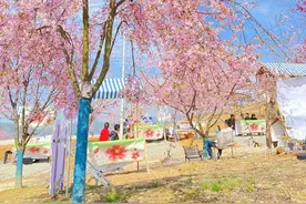 惊艳！温州花界近期频有“大动作”！TA们battle起来了~图片