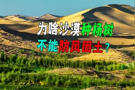 为啥沙漠种杨树，属于“断子绝孙”？那防沙该用啥树好？图片