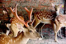 吃鹿茸，喝鹿血，鹿到底有什么魔力，让鹿茸成为保健冠军？图片