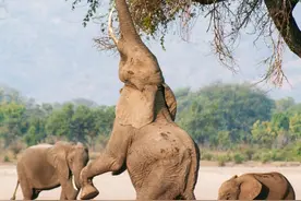 大象肉的产量是肥猪的几十倍，为什么不饲养大象吃肉？很难吃吗？图片