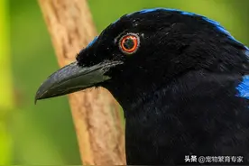 养鸟不可缺少的四种营养元素图片