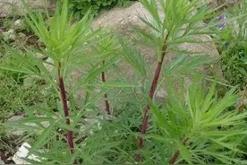 蒌蒿也叫芦蒿，它是一种什么样的植物图片