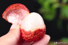 广东荔枝有多强？年产量126万吨，最贵一颗曾拍出55万高价图片