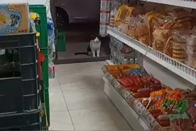 小卖部的火腿肠总是丢失，拍到“小偷”后被可爱到了：怎么是你？图片