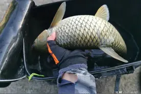 草鱼究竟是钓底还是钓浮？把这个问题搞清楚，鱼获蹭蹭上涨图片