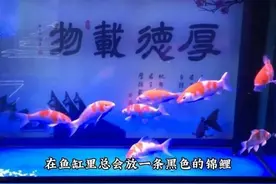 鱼缸里为什么要养一条黑色的鱼，黑色鱼的寓意是什么图片