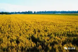 那年部队农场收麦子图片