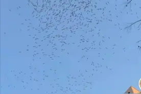 不祥之兆？合肥发现大量飞鸟聚集盘旋 网友：末日来临！真相是什么图片