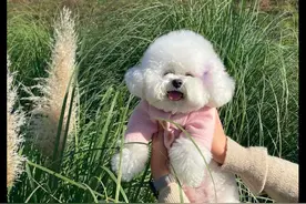 带狗狗出来玩，它开心笑得就没停下来过，这笑容也太甜了吧图片