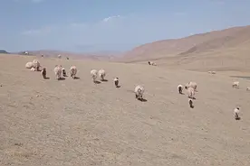 羊肉一斤26元，活羊一斤12元，这个春节养殖户苦不堪言图片