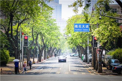 浮香联翩！大连十个最美赏槐地发布
