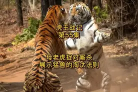 母老虎厮杀争斗，展示大自然的残酷淘汰图片