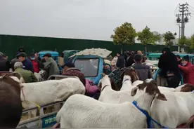 截止到4月12日，全国不同地区活羊价格汇总图片